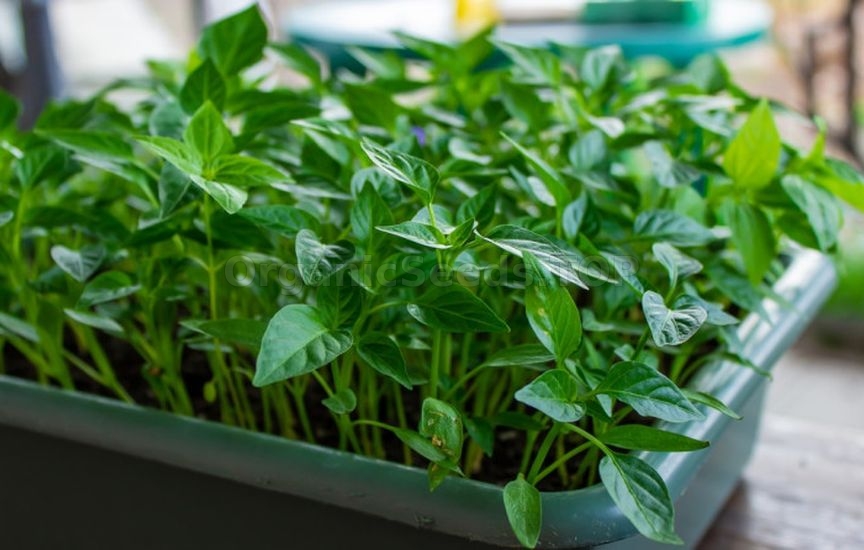 How to properly prepare containers for seedlings