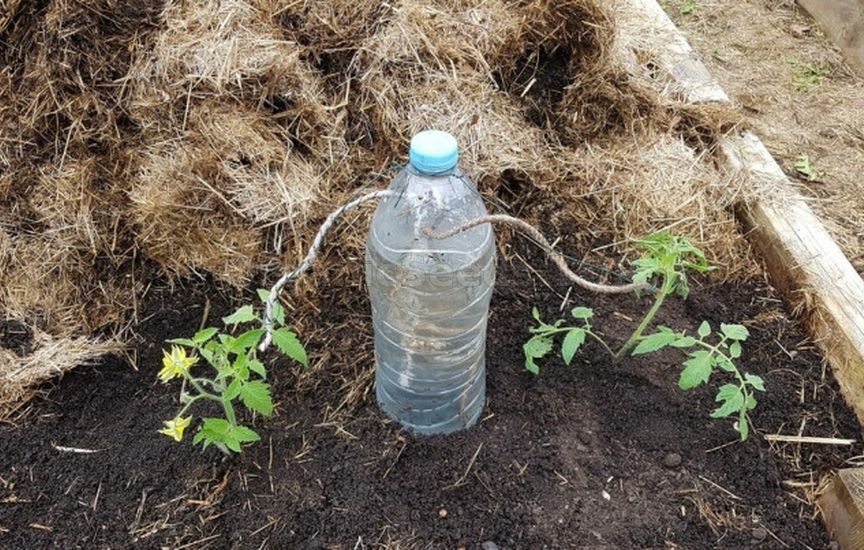 «Lazy» garden: how to cut maintenance in half