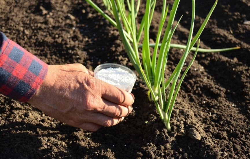 First feedings for vegetables: what, when, and how
