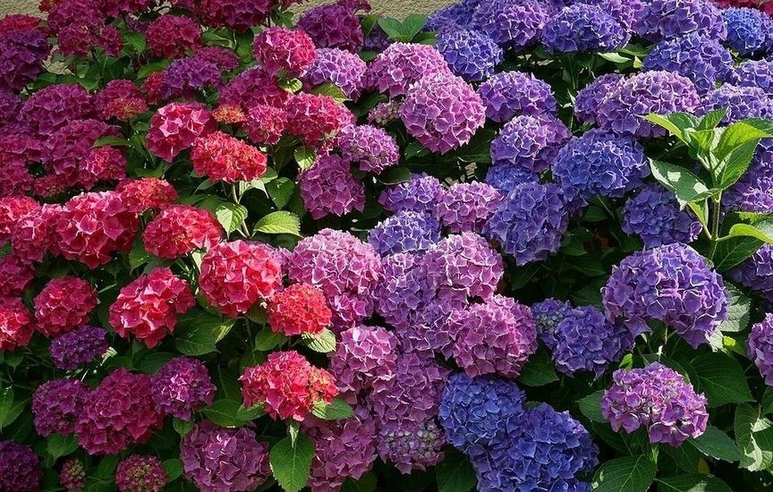 Hydrangea feeding in summer: what affects the size and color of the fl