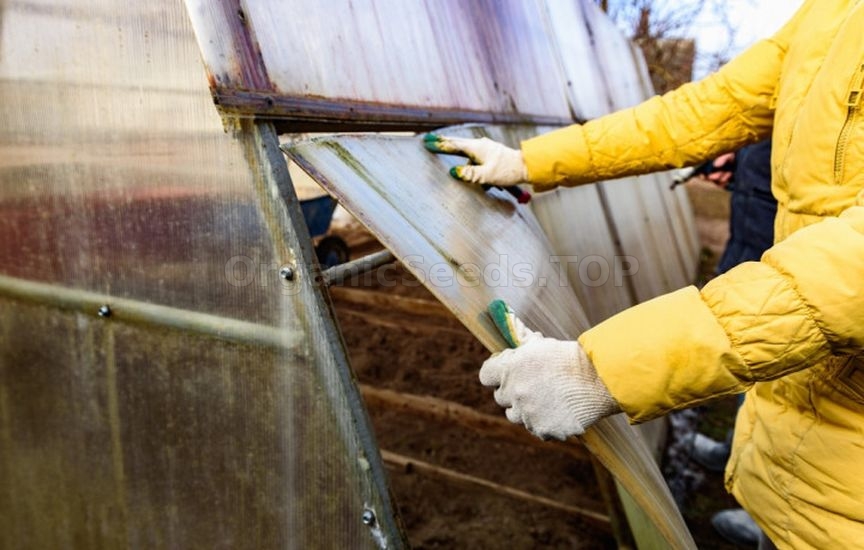 Greenhouse preparation in November: cleaning and disinfection Greenhouse preparation in November: cleaning and disinfection