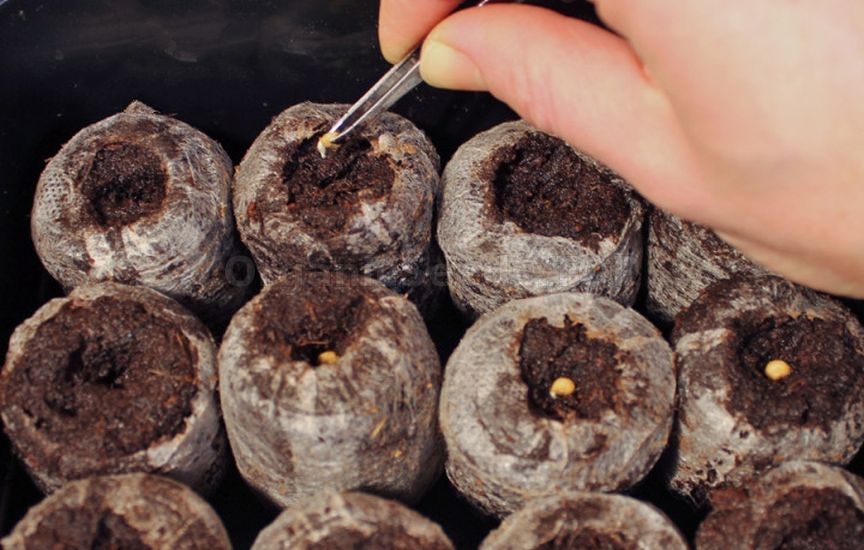 Seedlings in peat tablets: step-by-step instructions Seedlings in peat tablets: step-by-step instructions