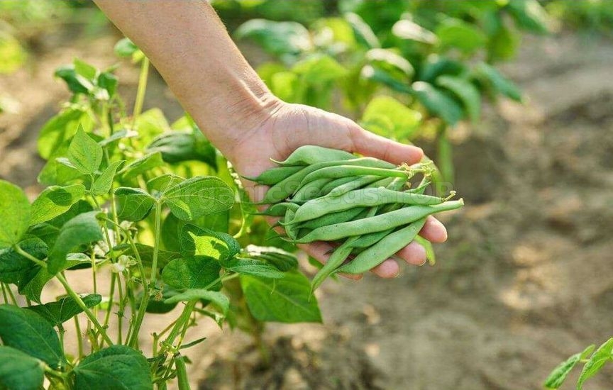 What to feed beans and peas for long-lasting fruiting