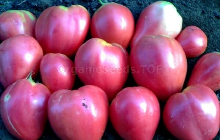 «Bull heart pink» - Organic Tomato Seeds