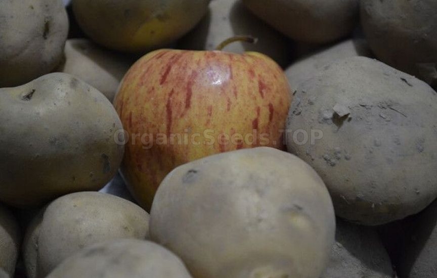 5 mistakes in winter vegetable storage