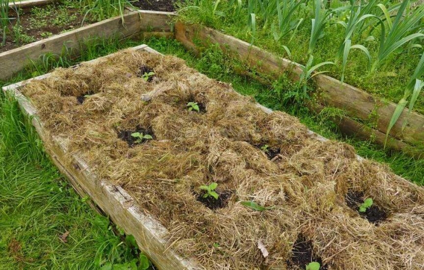 Plant care in raised beds – a summer maintenance schedule