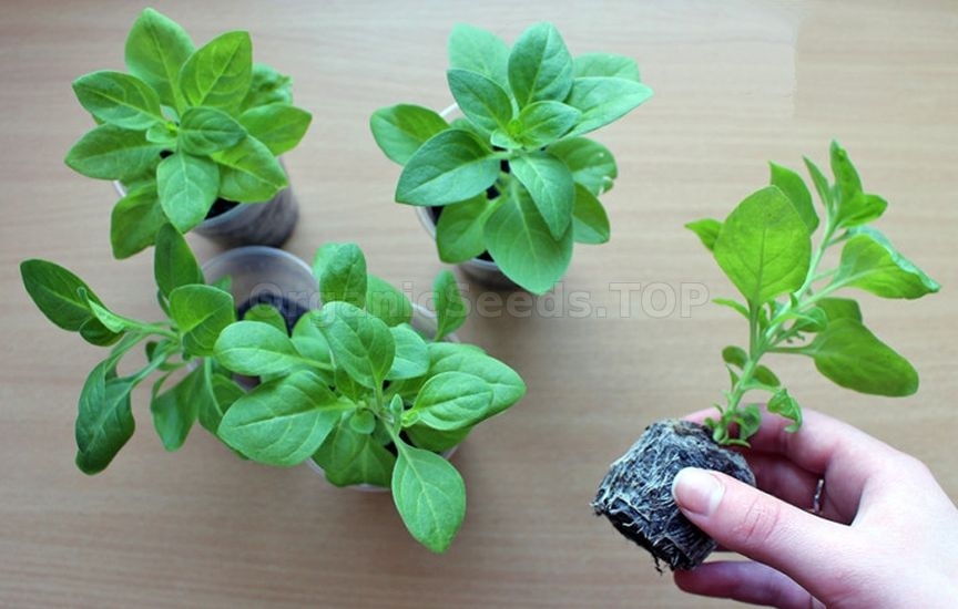 Seedlings in peat tablets: step-by-step instructions Seedlings in peat tablets: step-by-step instructions