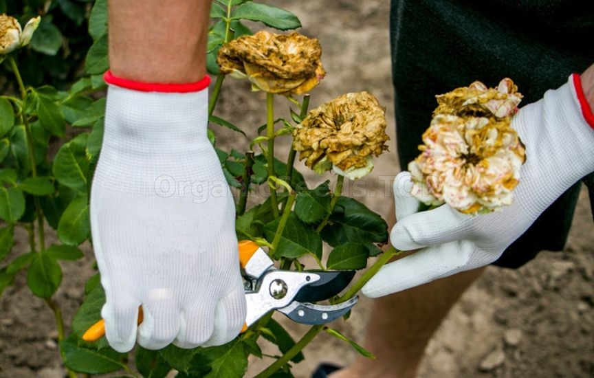 What to do in the flower garden in September