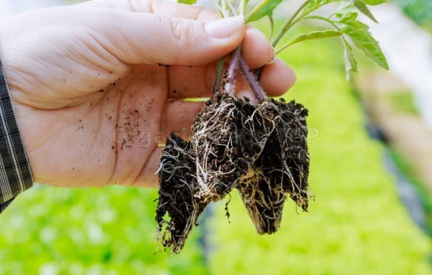 When to start feeding seedlings