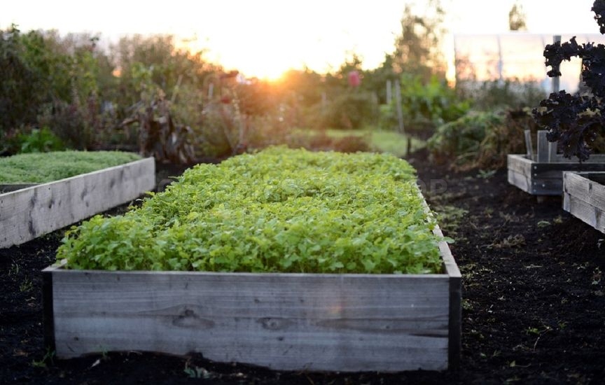 Green manures in autumn: which ones to choose and when to incorporate them into the soil