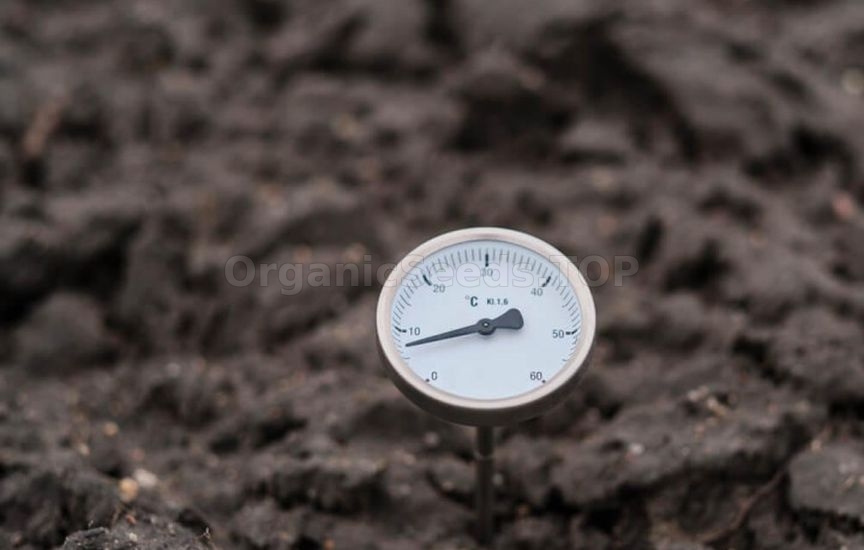 What you shouldn’t do in a greenhouse in spring – main mistakes