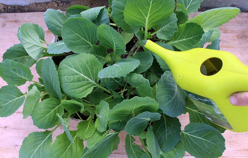 Seedlings of cabbage: timing and care