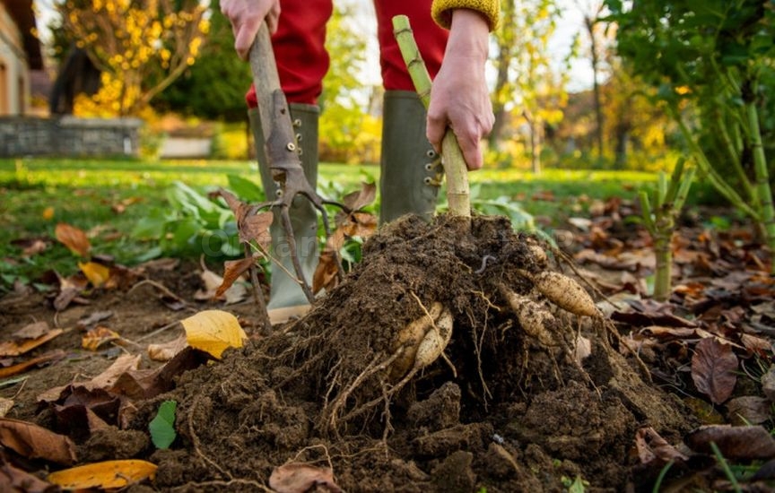 What to do in the flower garden in September