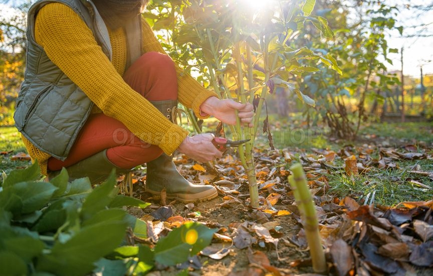 What to do in the flower garden in September: essential work