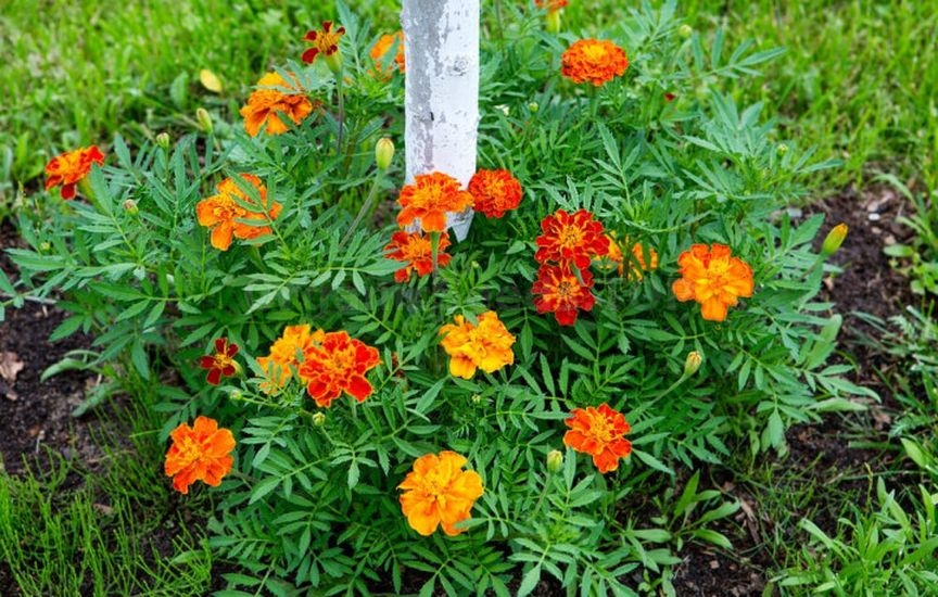 What to plant in a flower bed in spring so that it blooms all summer