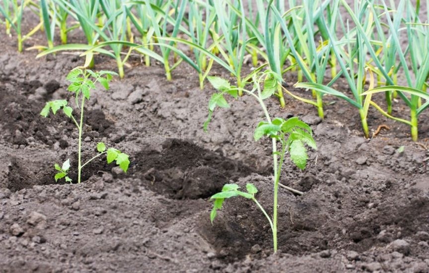 What to plant next to tomatoes for pest protection What to plant next to tomatoes for pest protection