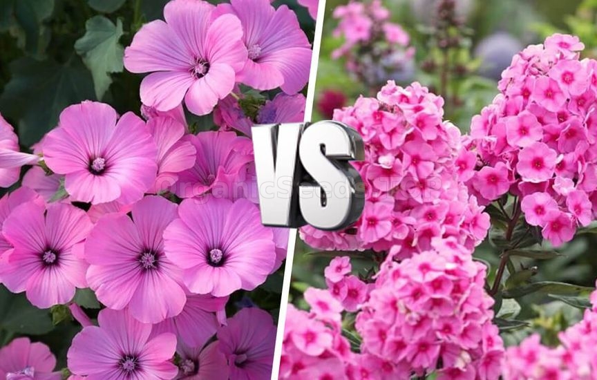 Annuals or perennials: what to choose