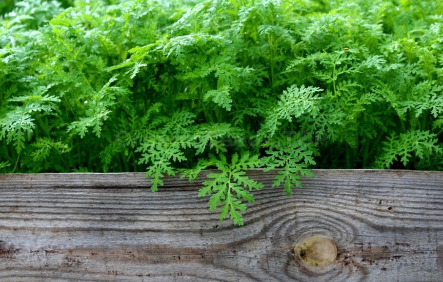 Green manures in autumn: which ones to choose and when to incorporate Green manures in autumn: which ones to choose and when to incorporate