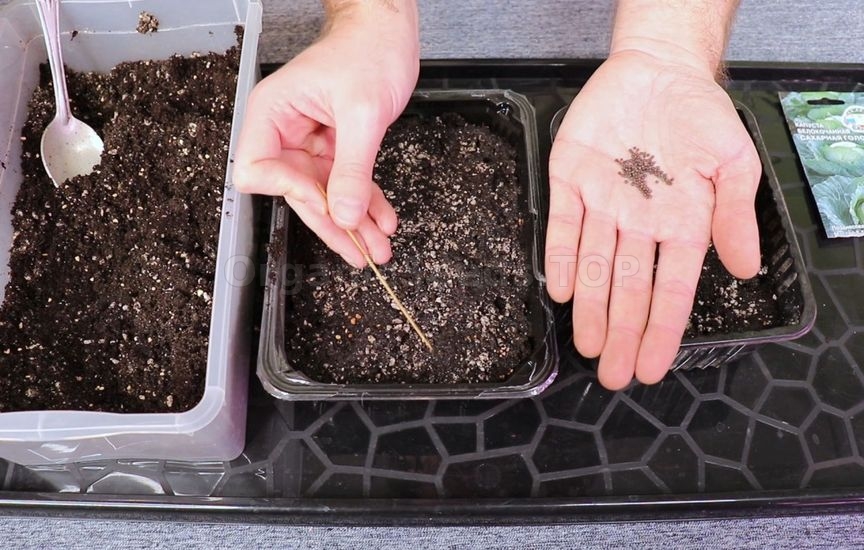 Seedlings of cabbage: timing and care