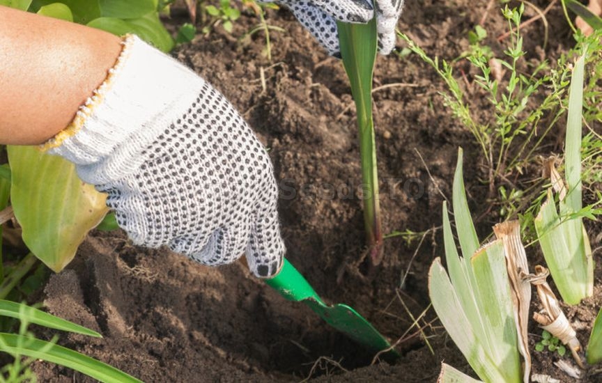What to do in the flower garden in September