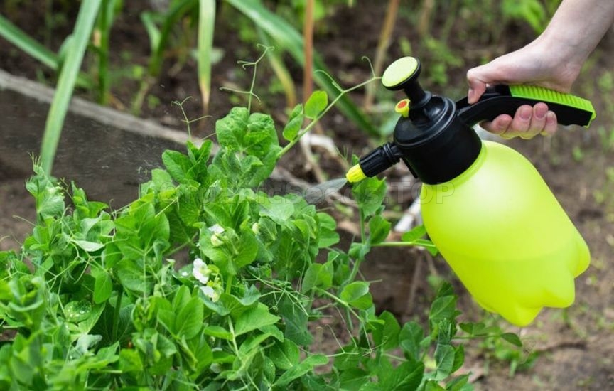 What to feed beans and peas for long-lasting fruiting