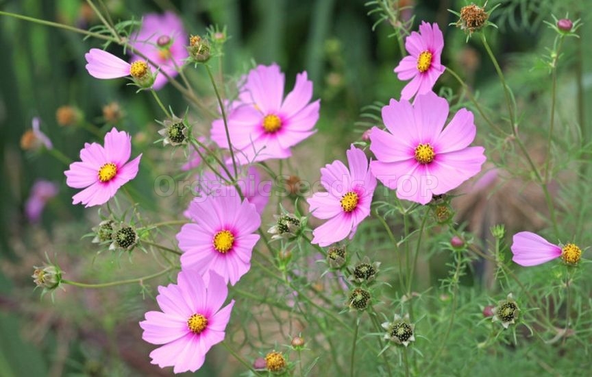 What flowers to sow directly into the ground in April–May