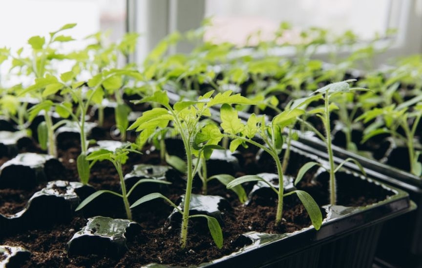 How to properly prepare containers for seedlings