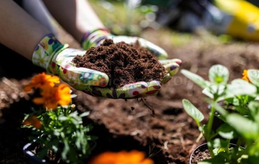 What to mulch flower beds with for winter: peat, compost, bark