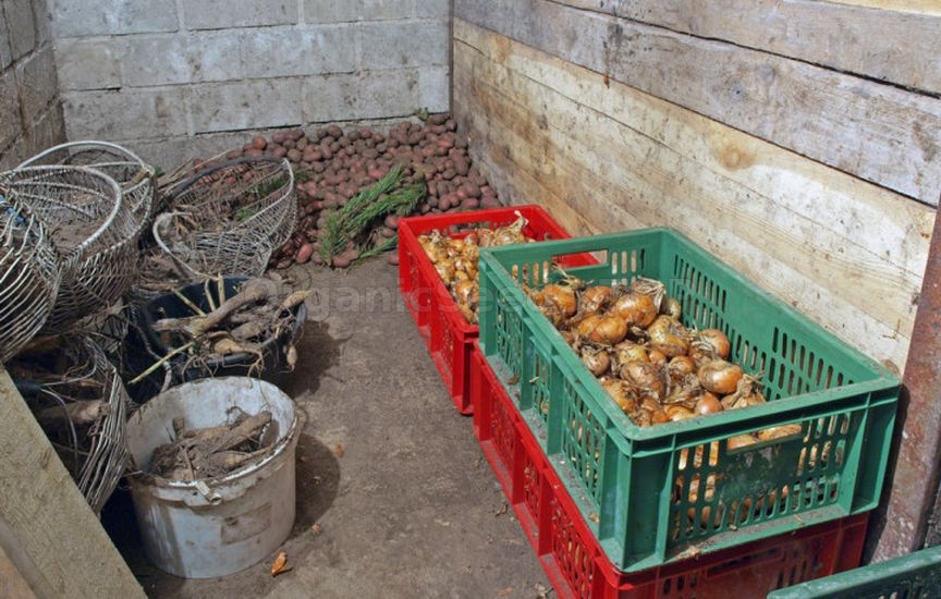Which vegetables should not be stored next to each other