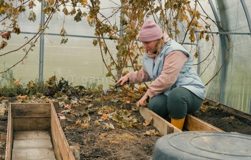 Greenhouse preparation in November: cleaning and disinfection Greenhouse preparation in November: cleaning and disinfection