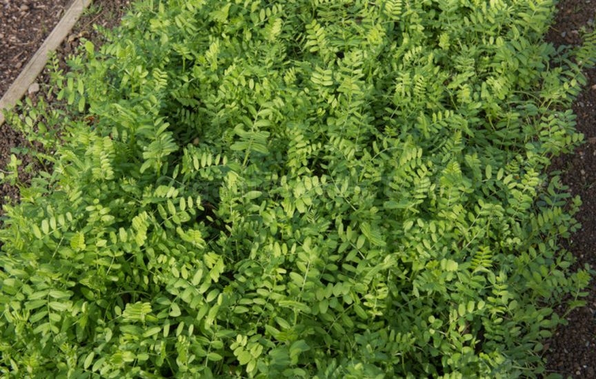 What to do with garden beds after harvesting What to do with garden beds after harvesting