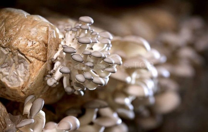 How to make a greenhouse useful in winter