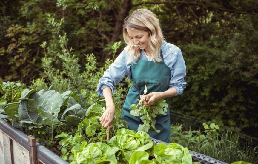 Plant care in raised beds – a summer maintenance schedule