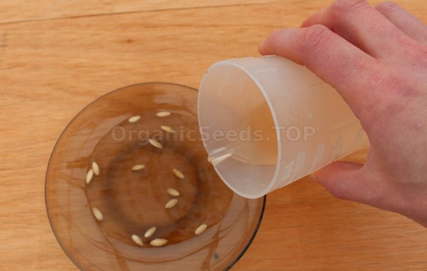 Ideal cucumber seedlings