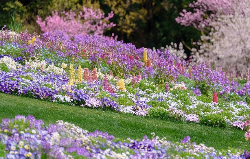What flowers to sow directly into the ground in April–May