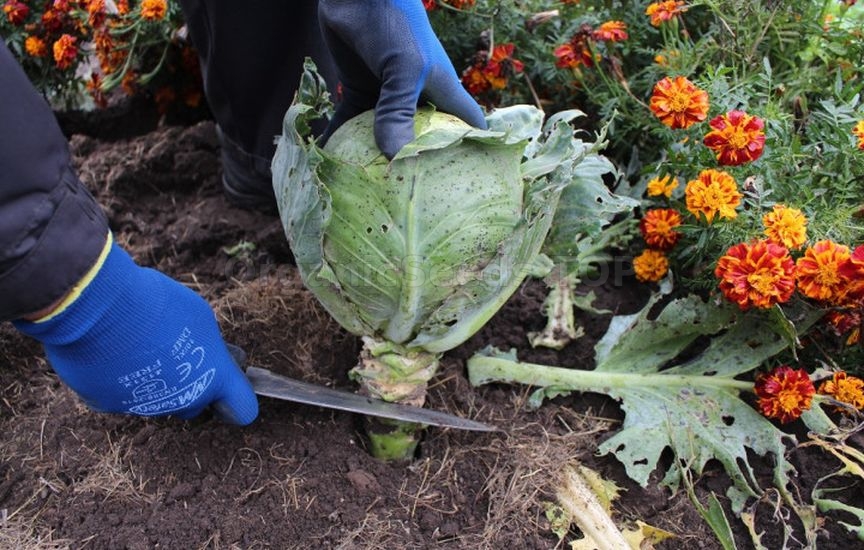 Cabbage until spring: how to harvest, prepare and store heads properly
