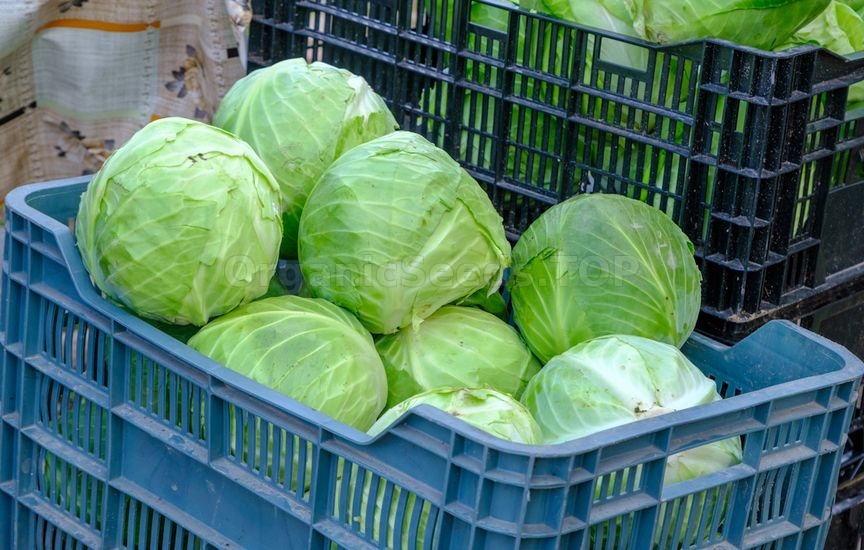 Cabbage until spring: how to harvest, prepare and store heads properly