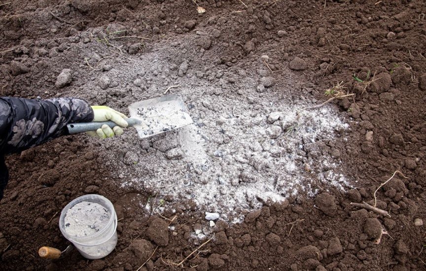 Planning next year: what to plant after cucumbers, tomatoes and cabbag Planning next year: what to plant after cucumbers, tomatoes and cabbag