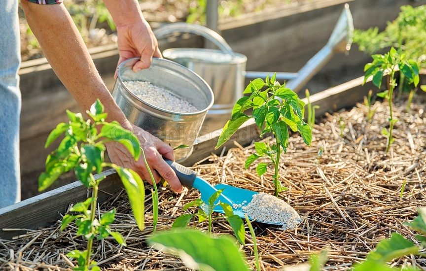 First feedings for vegetables: what, when, and how