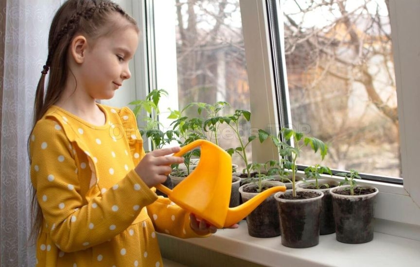 When to start feeding seedlings – timing for vegetables and flowers