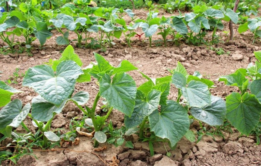 What else can be sown and planted in June to harvest in autumn