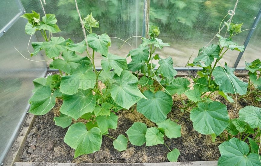 Cucumbers in the greenhouse