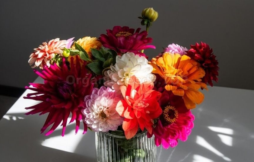 Annuals or perennials: what to choose