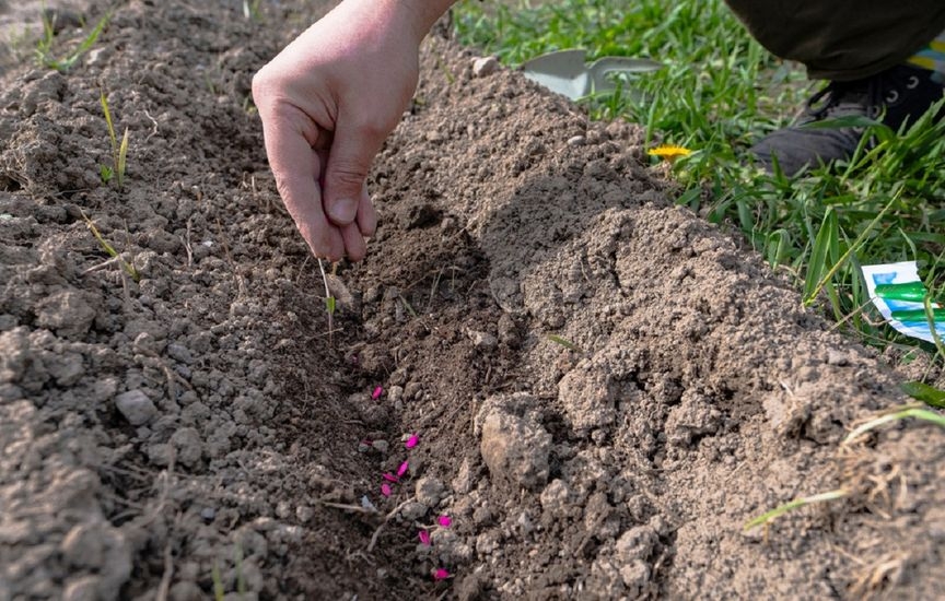 What else can be sown and planted in June to harvest in autumn