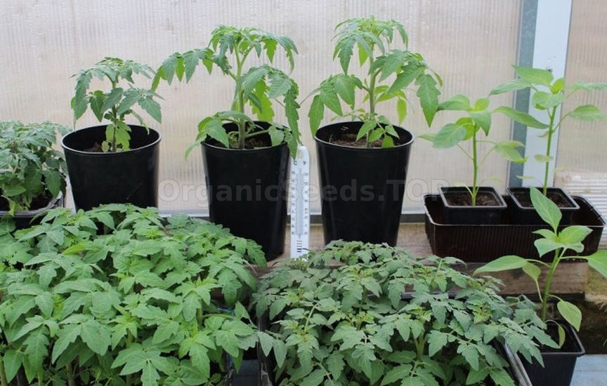 Why seedlings «stand still» after planting and do not grow