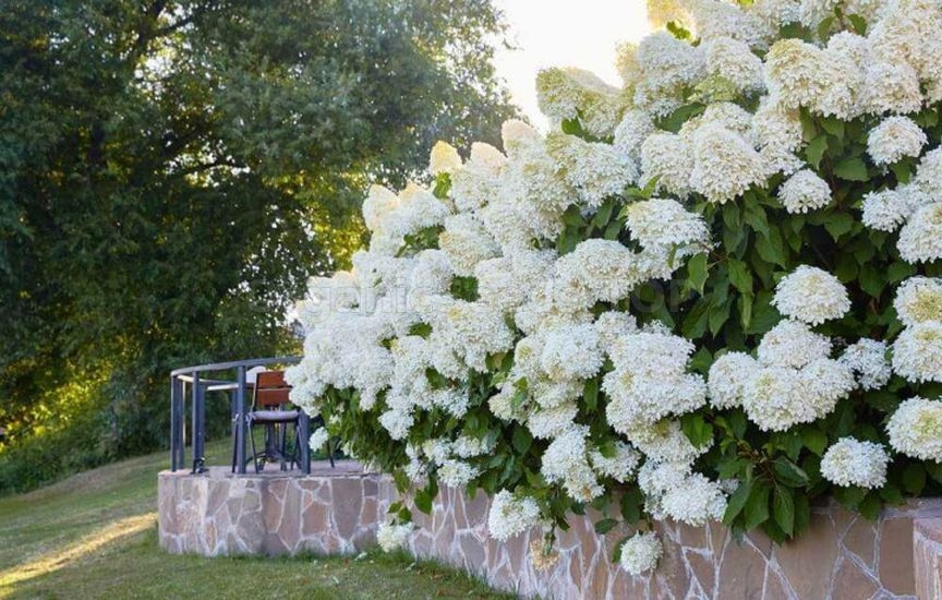 What to plant in a flower bed in spring so that it blooms all summer