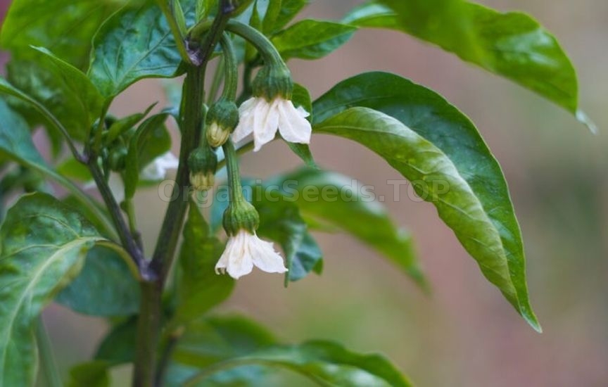 Pepper fertilization during the period of mass flowering
