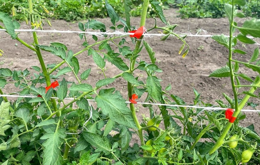 When and how to stake tomatoes