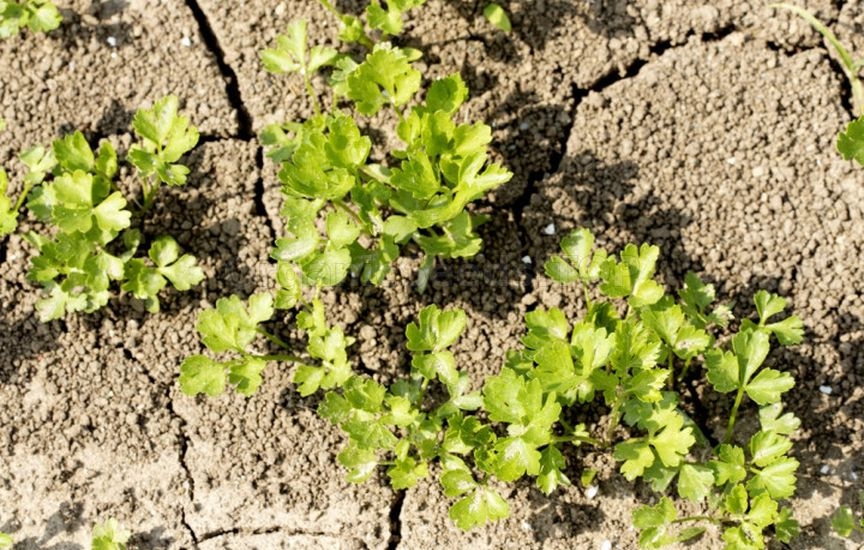 First feedings for vegetables: what, when, and how