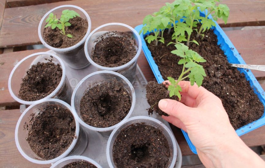 What to do in the garden and vegetable patch in March